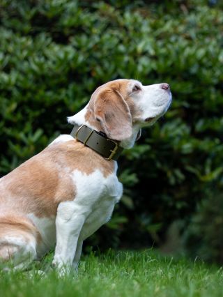 Podzimní barva Oliva, kde se snoubí khaki zelená s luxusním zlatým kováním. Naše obojky vyrábíme i v šířce 3,8 cm a jsou...
