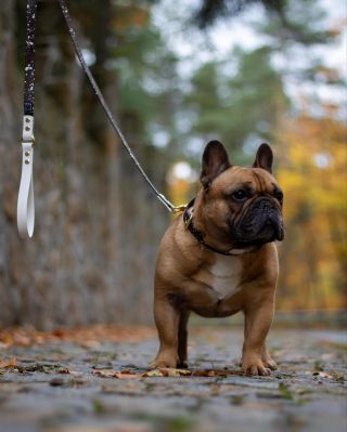 Nový konfigurátor, nové možnosti! ✨ Toustík předvádí náš hnědo‑bílý set se zlatým kováním – nadčasová kombinace, která teď...